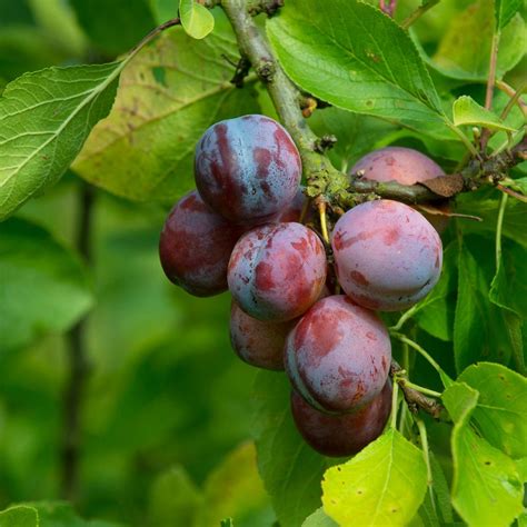 10 Best Fruit Trees to Grow at Home | Family Handyman