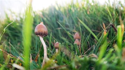 Complete guide to identifying liberty cap mushrooms | Ideal for beginners - YouTube