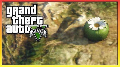 GTA 5 - NEW "Peyote Plant" Location! - Peyote Plant 2/27 GTA 5! (GTA V) - YouTube