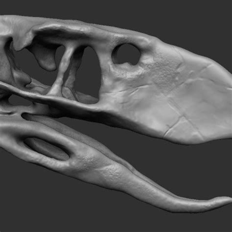 Download 3D printer files Terror bird skull - Andalgalornis ・ Cults