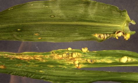 Common smut of sweet corn and field corn | Vegetable Pathology – Long Island Horticultural ...