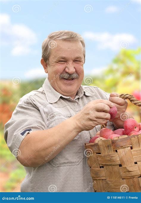 Harvesting a apple stock image. Image of cheerful, bucket - 11814611