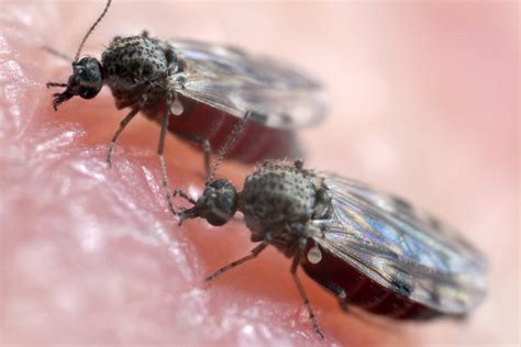 Brazil May Face a New Threat, This Time From Biting Midges - The New ...