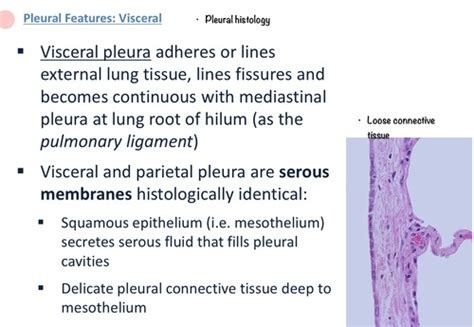 Visceral Pleura Histology