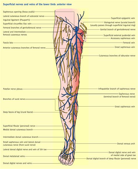 The Femoral Triangle And Superficial Veins Of The Leg Anaesthesia ...