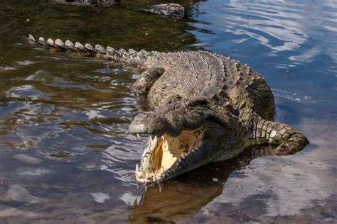 11 Fascinating Swamp Animals