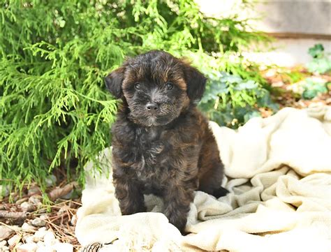 Pomapoo Puppies for Sale | Buckeye Puppies