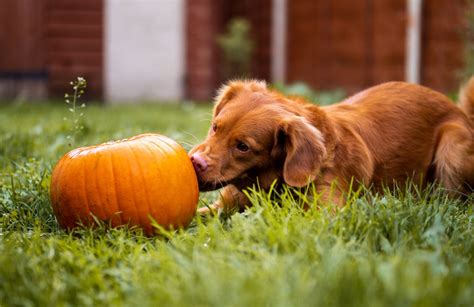 Pumpkin For Dogs: Tips For Treating an Upset Stomach