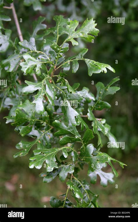 Valley Oak or Californian White Oak Tree Leaves, Quercus lobata, Fagaceae, California, USA ...