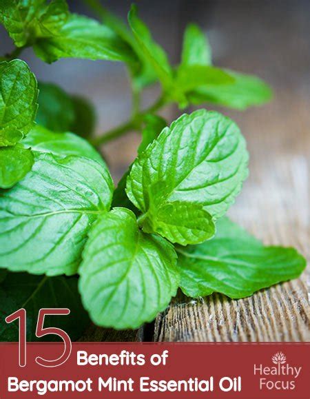 15 Amazing Benefits of Bergamot Mint Essential Oil - Healthy Focus