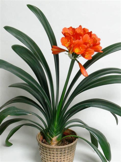 Clivia miniata (Kaffir Lily) - World of Flowering Plants