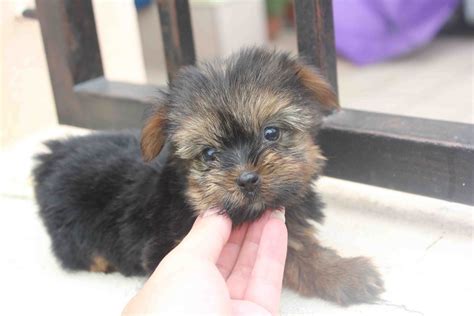 LovelyPuppy: Silky Terrier Puppies