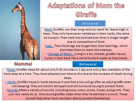 Adaptations of a Giraffe’s Neck: An Overview – Nature Blog Network