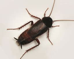 Oriental Cockroach Control & Facts: Nader's Pest Raiders