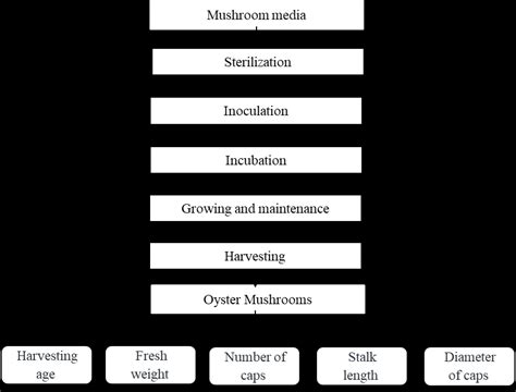 Flowchart of oyster mushroom cultivation | Download Scientific Diagram