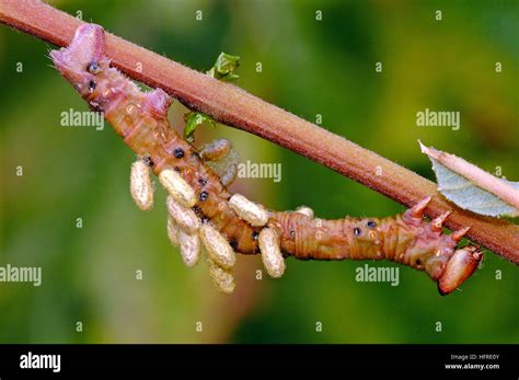 Peppered moth larvae hi-res stock photography and images - Alamy