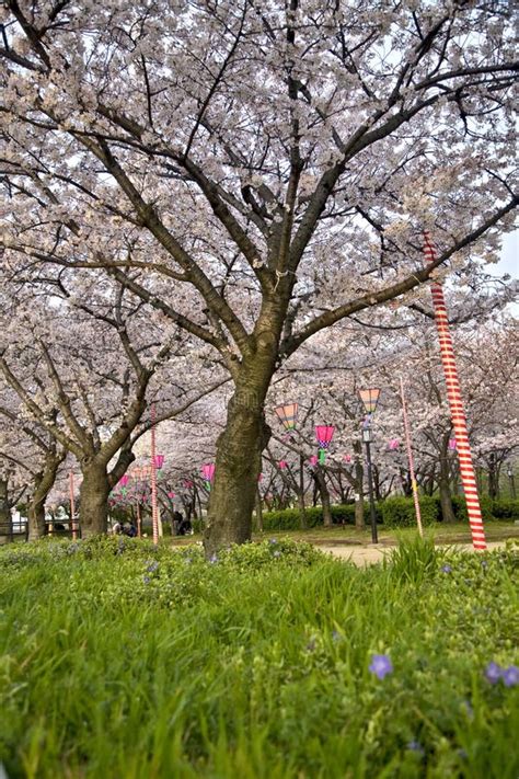 Cherry blossom trees stock image. Image of growth, fresh - 13765467