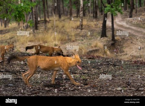 Indian wolf pack hi-res stock photography and images - Alamy