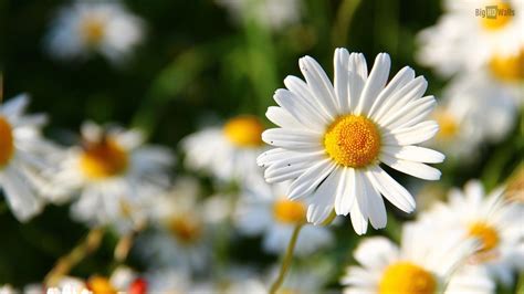 Daisy Wallpaper Backgrounds - Wallpaper Cave