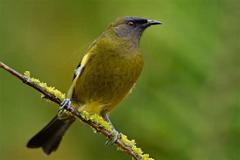 New Zealand’s favourite bird | Te Papa’s Blog