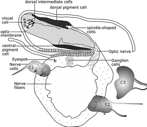 Urochordata Anatomy