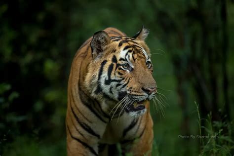 The Bandhavgarh Guide - History, Fort, Tigers & Rulers