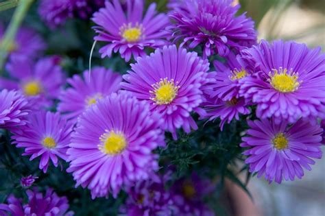 12 Great Michaelmas Daisies to Grow - BBC Gardeners World Magazine