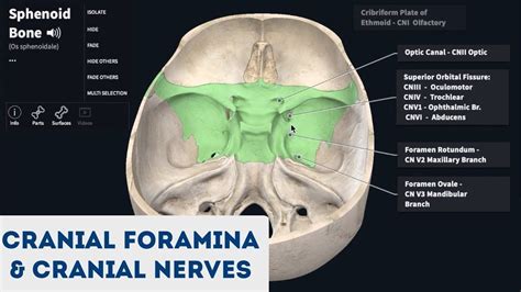 Foramen of the Cranium & Cranial Nerves (3D Anatomy Tutorial) | Cranial nerves, Anatomy tutorial ...