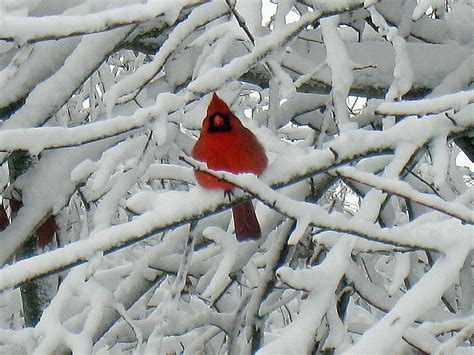 cardinal | Winter bird, Beautiful birds, Red birds