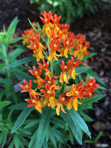 Florida Wildflowers: Butterfly Weed | Gardening in the Panhandle