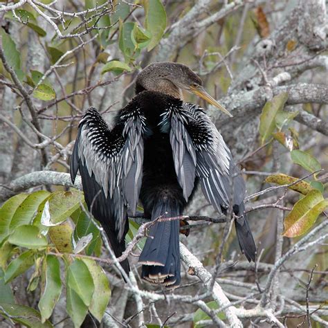 Everglades National Park, FL – Birds (2004) – Kruzan Photography