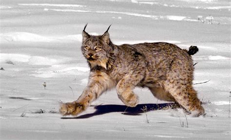 Feds Recommend Removing Canada Lynx From Endangered Species List ...