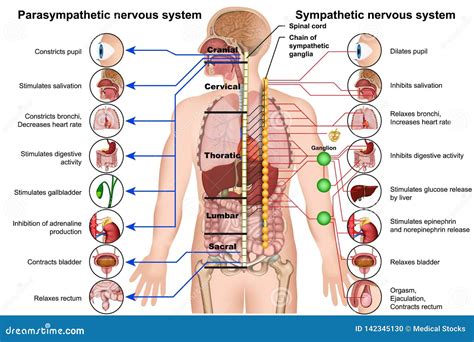 Sympathetic and Parasympathetic Nervous System 3d Medical Illustration on White Background Stock ...