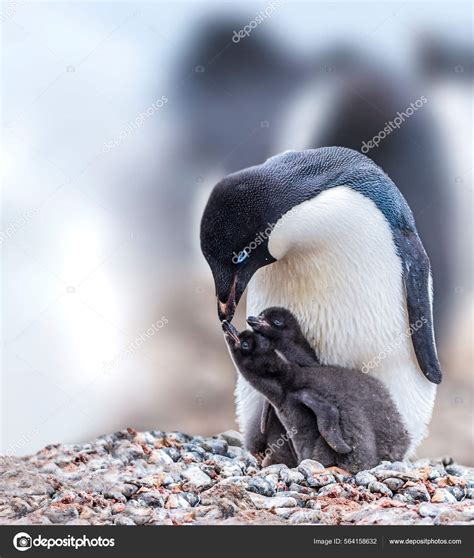 Baby Adelie Penguins