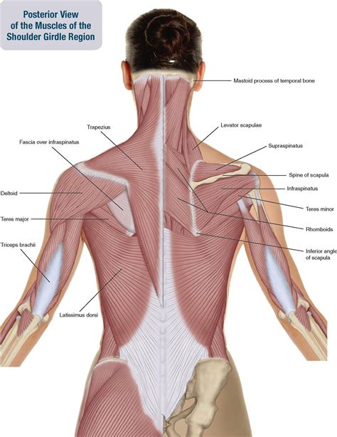 6. Muscles of the Shoulder Girdle and Arm | Musculoskeletal Key