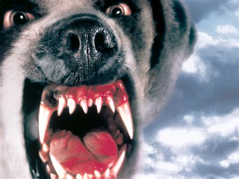 Download Movie Cujo HD Wallpaper