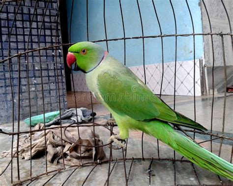Indian Ringneck Parakeet. Green Parrot with Red Beak Stock Image ...