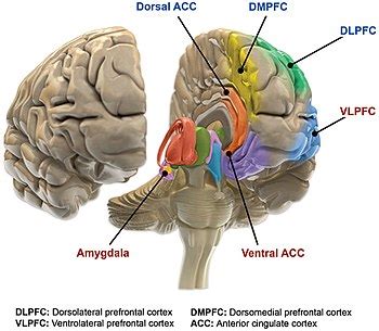 Bipolar disorder - Wikipedia