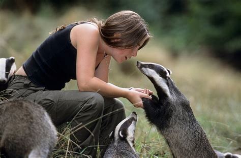 European Badger Facts, Habitat, Diet, Baby, Pictures