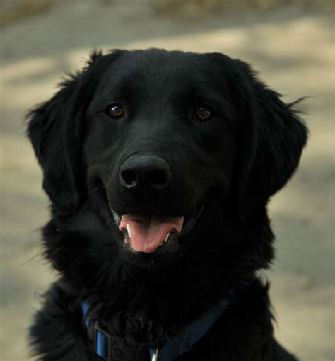 Beautiful Flat-Coated Retriever dog photo and wallpaper. Beautiful Beautiful Flat-Coated ...