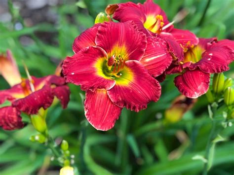 Daylily Gardeners World | Fasci Garden