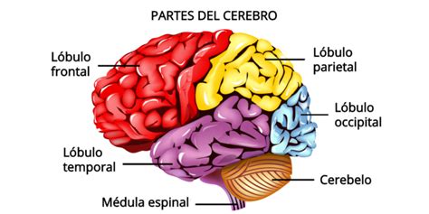 Cerebro: partes, funciones, características y enfermedades