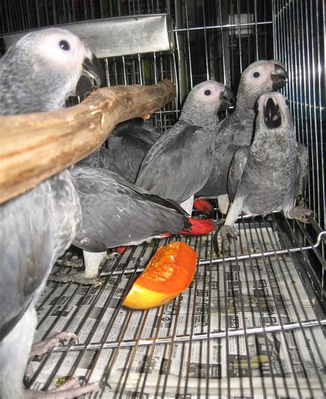 african grey parrots for adoption - St Louis - Birds for sale , St ...