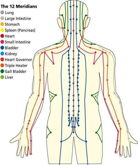 Energy flow: understanding the body’s Meridian lines | Acupuncture, Acupressure treatment ...