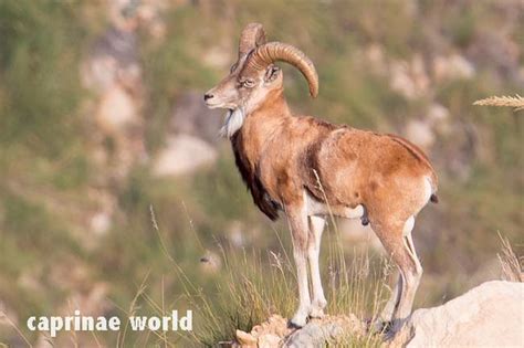 Punjab Urial (Ovis vignei punjabiensis) – Ralfs' Wildlife and Wild Places