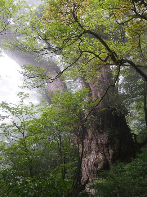 A day tour with a YES! guide to Japan`s oldest tree - Jomon Sugi