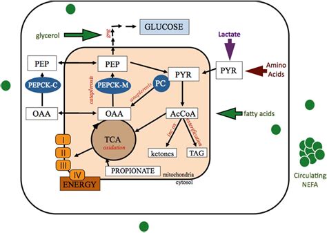 Animals | Free Full-Text | The Role of TCA Cycle Anaplerosis in Ketosis and Fatty Liver in ...