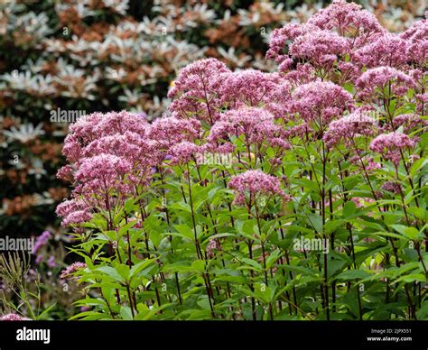 Purple flowers of the perennial hemp agrimony, Eupatorium cannabinum 'Purple Bush' in a late ...