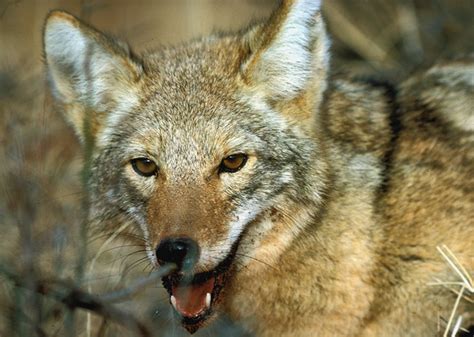 Coyote (Canis latrans)