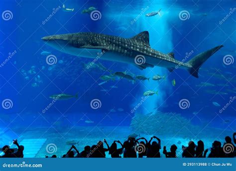 Whale Shark in Okinawa Churaumi Aquarium Stock Photo - Image of destination, people: 293113988